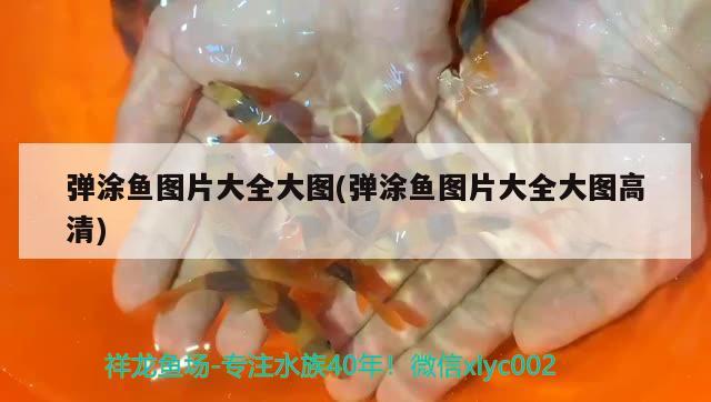 彈涂魚圖片大全大圖(彈涂魚圖片大全大圖高清) 觀賞魚