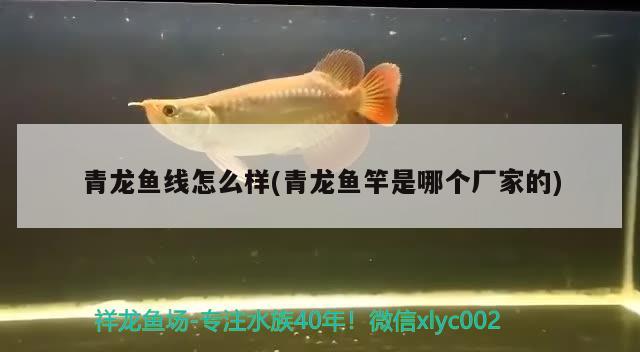 青龍魚線怎么樣(青龍魚竿是哪個(gè)廠家的)