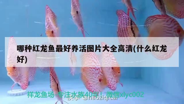 哪種紅龍魚(yú)最好養(yǎng)活圖片大全高清(什么紅龍好) 稀有金龍魚(yú)