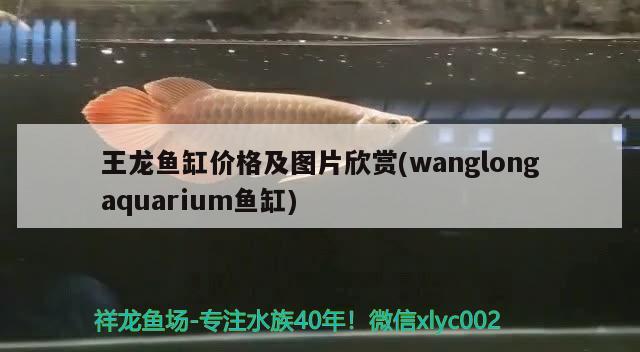 王龍魚缸價格及圖片欣賞(wanglongaquarium魚缸) 白子球鯊魚