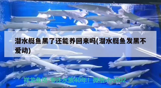 潛水艇魚黑了還能養(yǎng)回來嗎(潛水艇魚發(fā)黑不愛動) 潛水艇魚