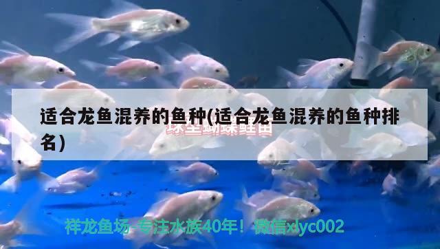 適合龍魚(yú)混養(yǎng)的魚(yú)種(適合龍魚(yú)混養(yǎng)的魚(yú)種排名)