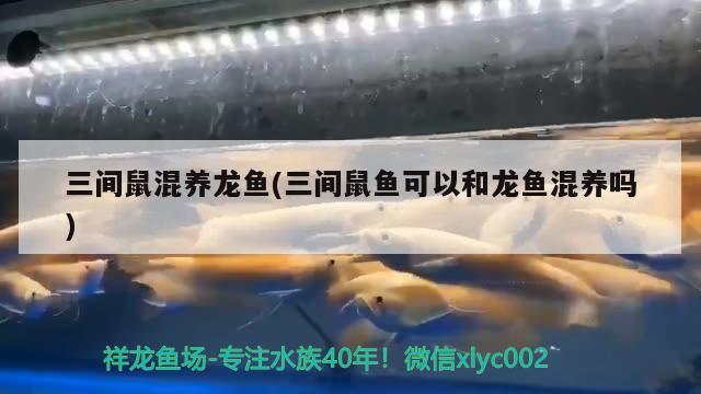 三間鼠混養(yǎng)龍魚(三間鼠魚可以和龍魚混養(yǎng)嗎) 三間鼠魚