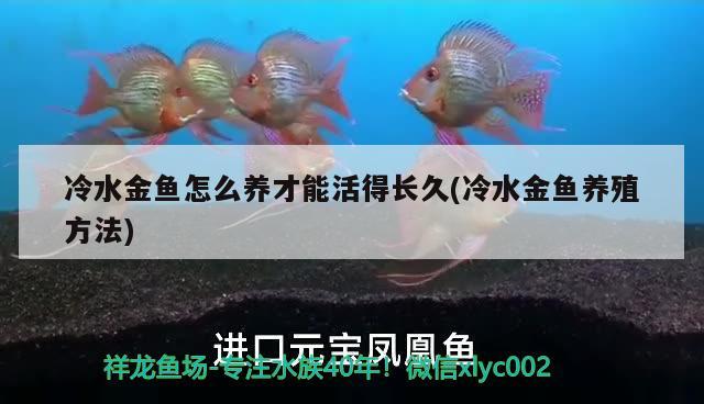 冷水金魚(yú)怎么養(yǎng)才能活得長(zhǎng)久(冷水金魚(yú)養(yǎng)殖方法)