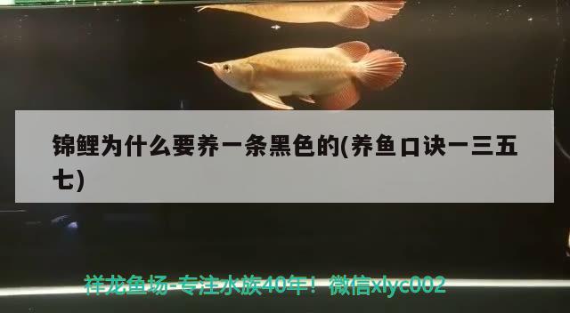 錦鯉為什么要養(yǎng)一條黑色的(養(yǎng)魚口訣一三五七) 觀賞魚