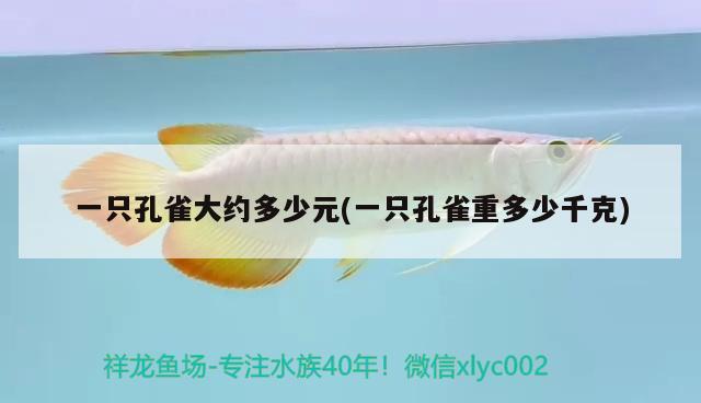 一只孔雀大約多少元(一只孔雀重多少千克) 觀賞魚