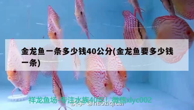 金龍魚一條多少錢40公分(金龍魚要多少錢一條) 觀賞魚