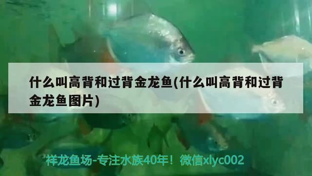 什么叫高背和過背金龍魚(什么叫高背和過背金龍魚圖片)