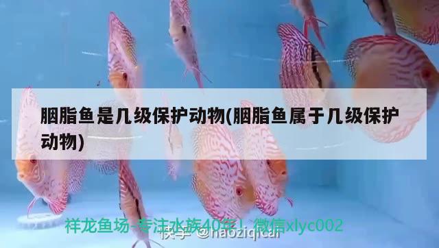 胭脂魚是幾級保護動物(胭脂魚屬于幾級保護動物)