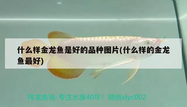 什么樣金龍魚是好的品種圖片(什么樣的金龍魚最好)