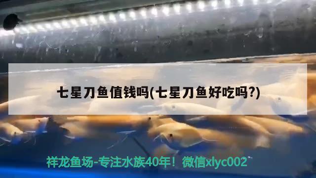 七星刀魚值錢嗎(七星刀魚好吃嗎?) 觀賞魚