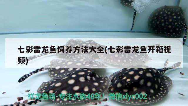 七彩雷龍魚飼養(yǎng)方法大全(七彩雷龍魚開箱視頻) 水族世界