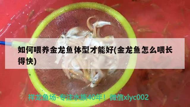 如何喂養(yǎng)金龍魚體型才能好(金龍魚怎么喂長得快) 白子黑帝王魟魚