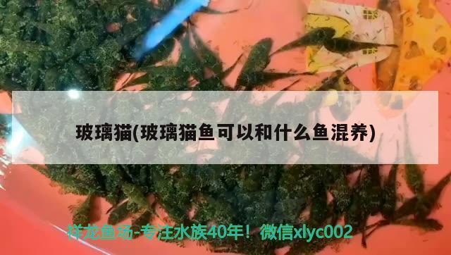 玻璃貓(玻璃貓魚可以和什么魚混養(yǎng)) 觀賞魚