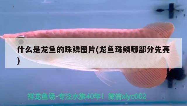 什么是龍魚的珠鱗圖片(龍魚珠鱗哪部分先亮) 銀河星鉆魚