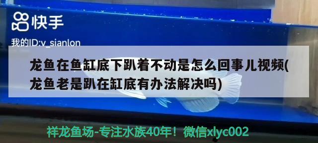 龍魚在魚缸底下趴著不動是怎么回事兒視頻(龍魚老是趴在缸底有辦法解決嗎) 蘇虎