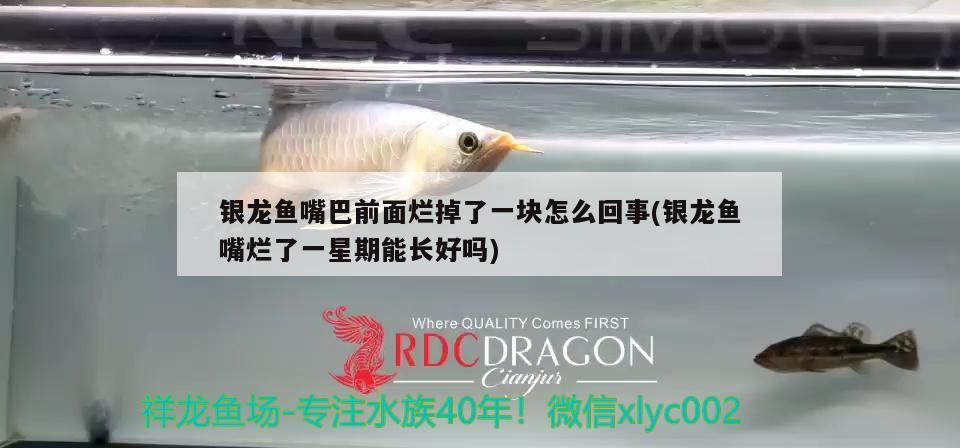 銀龍魚嘴巴前面爛掉了一塊怎么回事(銀龍魚嘴爛了一星期能長好嗎)