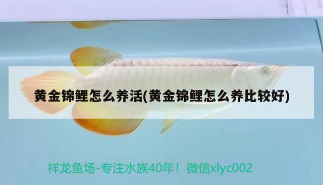 黃金錦鯉怎么養(yǎng)活(黃金錦鯉怎么養(yǎng)比較好) 觀賞魚(yú)