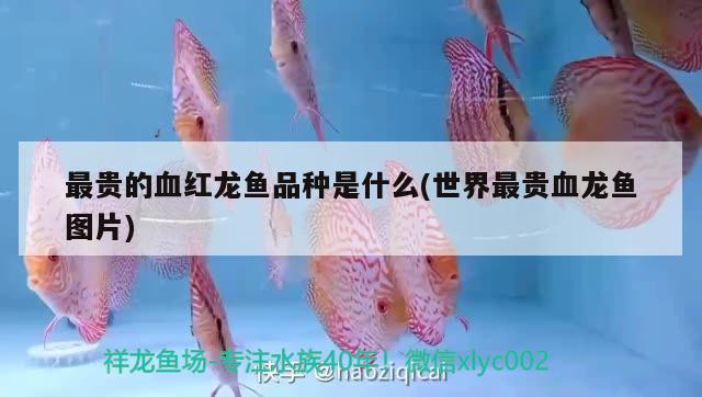 最貴的血紅龍魚品種是什么(世界最貴血龍魚圖片)