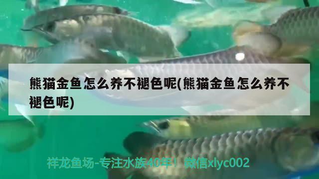 熊貓金魚(yú)怎么養(yǎng)不褪色呢(熊貓金魚(yú)怎么養(yǎng)不褪色呢) 觀賞魚(yú)