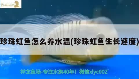 珍珠虹魚怎么養(yǎng)水溫(珍珠虹魚生長(zhǎng)速度)