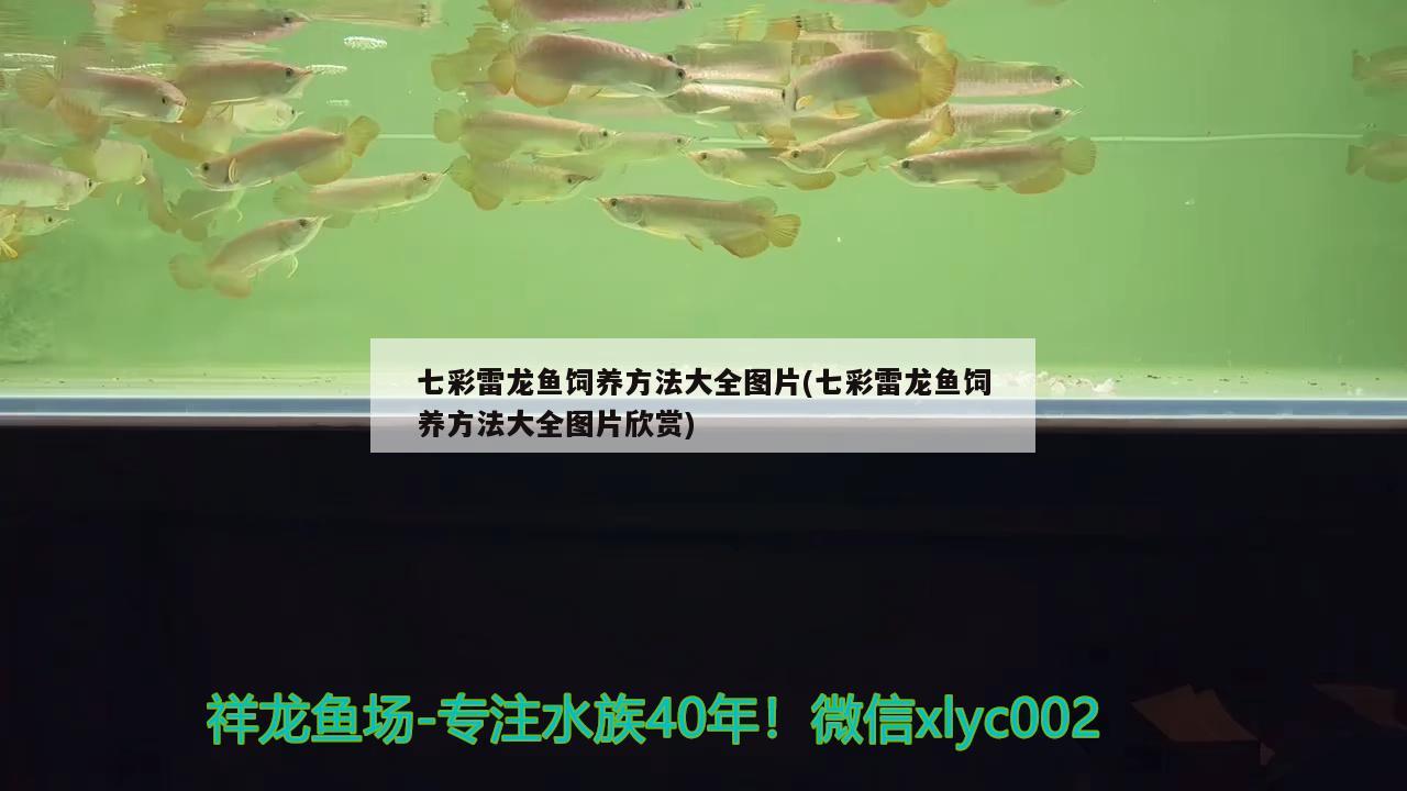 七彩雷龍魚飼養(yǎng)方法大全圖片(七彩雷龍魚飼養(yǎng)方法大全圖片欣賞)