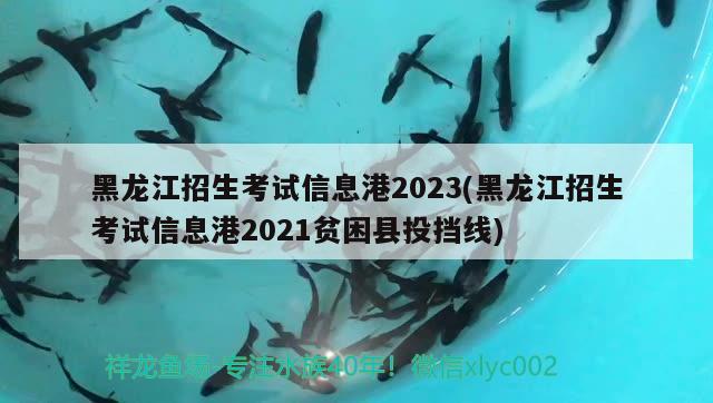 黑龍江招生考試信息港2023(黑龍江招生考試信息港2021貧困縣投擋線)