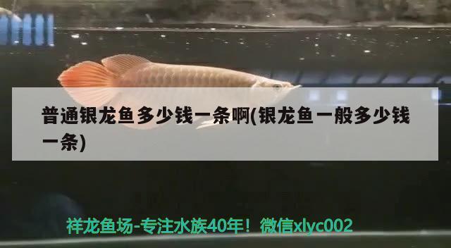 普通銀龍魚多少錢一條啊(銀龍魚一般多少錢一條)