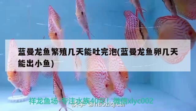 藍(lán)曼龍魚繁殖幾天能吐完泡(藍(lán)曼龍魚卵幾天能出小魚)