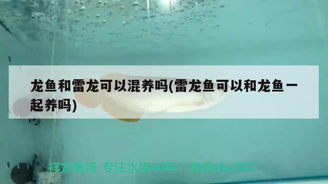 龍魚和雷龍可以混養(yǎng)嗎(雷龍魚可以和龍魚一起養(yǎng)嗎)