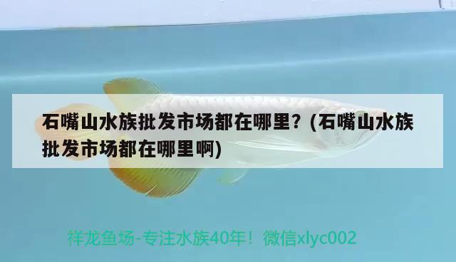 石嘴山水族批發(fā)市場都在哪里？(石嘴山水族批發(fā)市場都在哪里啊) 觀賞魚水族批發(fā)市場