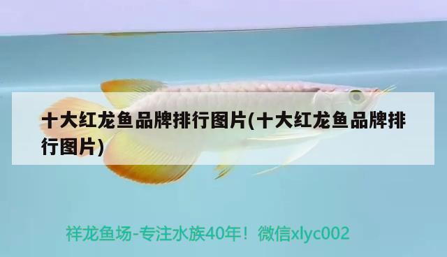 十大紅龍魚品牌排行圖片(十大紅龍魚品牌排行圖片)