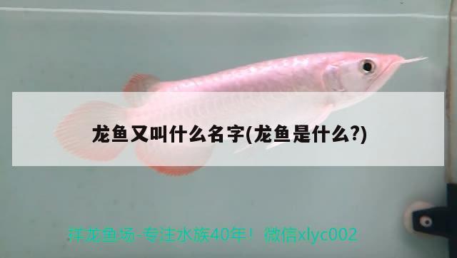 龍魚又叫什么名字(龍魚是什么?)