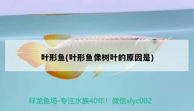 葉形魚(葉形魚像樹葉的原因是)