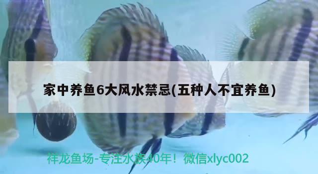 家中養(yǎng)魚6大風(fēng)水禁忌(五種人不宜養(yǎng)魚) 魚缸風(fēng)水