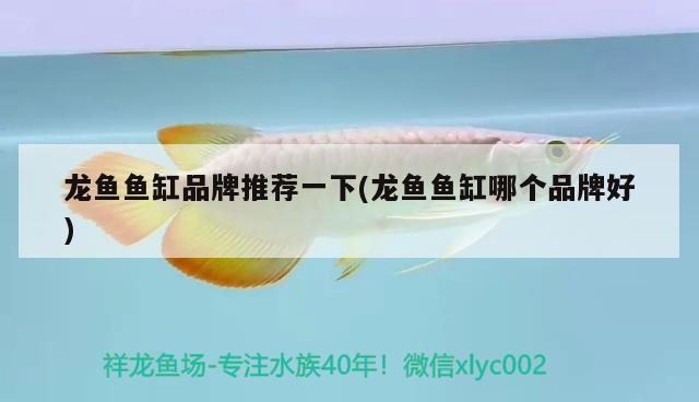 龍魚魚缸品牌推薦一下(龍魚魚缸哪個品牌好)