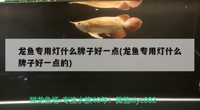 龍魚專用燈什么牌子好一點(龍魚專用燈什么牌子好一點的)