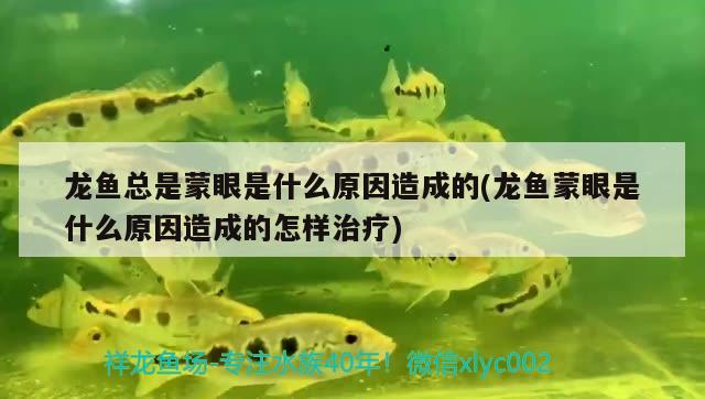 龍魚(yú)總是蒙眼是什么原因造成的(龍魚(yú)蒙眼是什么原因造成的怎樣治療) 大湖紅龍魚(yú)