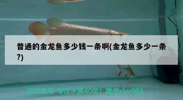 普通的金龍魚多少錢一條啊(金龍魚多少一條?)