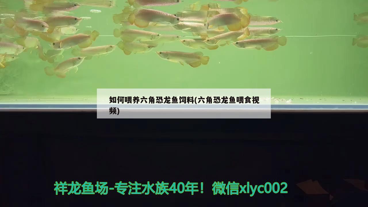 如何喂養(yǎng)六角恐龍魚飼料(六角恐龍魚喂食視頻) 祥龍超血紅龍魚