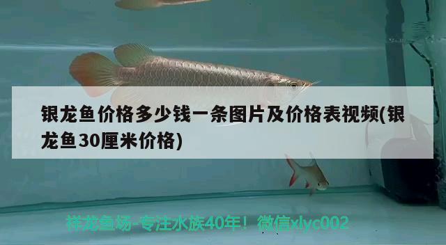 銀龍魚價格多少錢一條圖片及價格表視頻(銀龍魚30厘米價格)