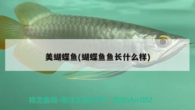 美蝴蝶魚(蝴蝶魚魚長什么樣) 蝴蝶鯉