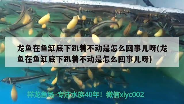 龍魚在魚缸底下趴著不動(dòng)是怎么回事兒呀(龍魚在魚缸底下趴著不動(dòng)是怎么回事兒呀)