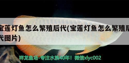 寶蓮燈魚(yú)怎么繁殖后代(寶蓮燈魚(yú)怎么繁殖后代圖片) 觀賞魚(yú)