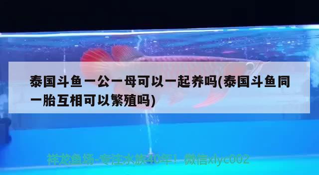 泰國(guó)斗魚一公一母可以一起養(yǎng)嗎(泰國(guó)斗魚同一胎互相可以繁殖嗎) 泰國(guó)斗魚