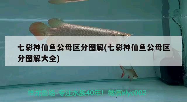 七彩神仙魚公母區(qū)分圖解(七彩神仙魚公母區(qū)分圖解大全)