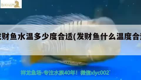 發(fā)財魚水溫多少度合適(發(fā)財魚什么溫度合適)