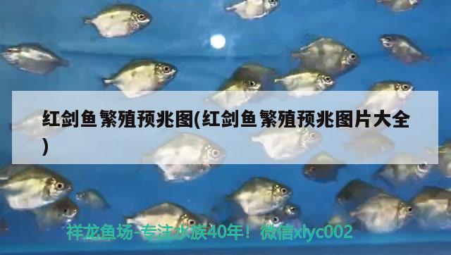 紅劍魚(yú)繁殖預(yù)兆圖(紅劍魚(yú)繁殖預(yù)兆圖片大全)