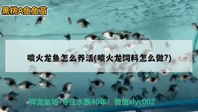 噴火龍魚怎么養(yǎng)活(噴火龍飼料怎么做?) 黑金魟魚