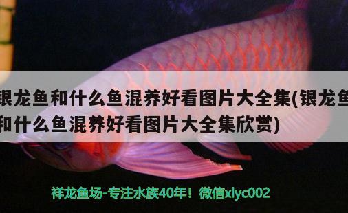 銀龍魚(yú)和什么魚(yú)混養(yǎng)好看圖片大全集(銀龍魚(yú)和什么魚(yú)混養(yǎng)好看圖片大全集欣賞)